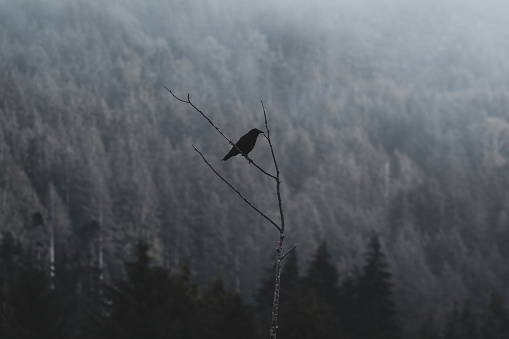 American Black Crow perched on a sparse tree branch in a wilderness area on Vancouver Island.