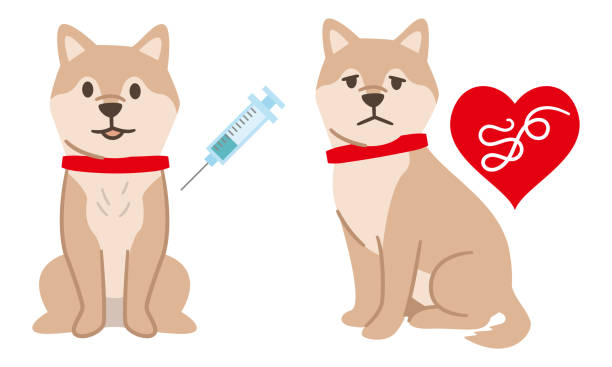 Vaccinated dogs and dogs infected with heartworm Vaccinated dogs and dogs infected with heartworm heart worm stock illustrations