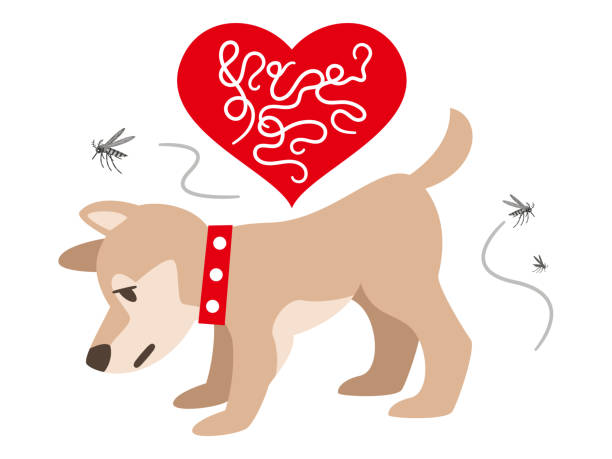 Illustration of a dog infected with heartworm Illustration of a dog infected with heartworm heart worm stock illustrations