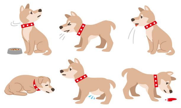 Illustration of a dog with physical condition such as filariasis on a white background vector art illustration