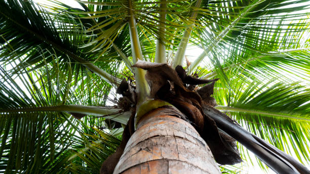 istock view of below coconut tree trunk & leaves in garden 1257497096