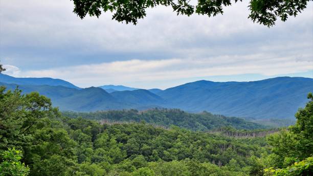 grandes montanhas esfumaçadas - gatlinburg great smoky mountains national park nature water - fotografias e filmes do acervo