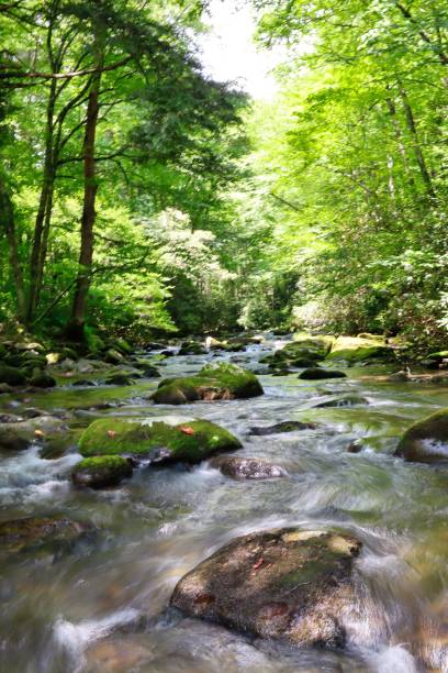 istock Great Smoky Mountains 1257498571