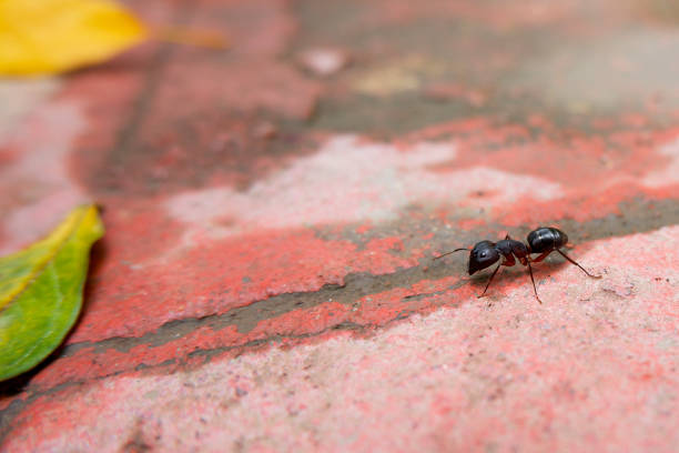 istock macro view of black ant 1257498573