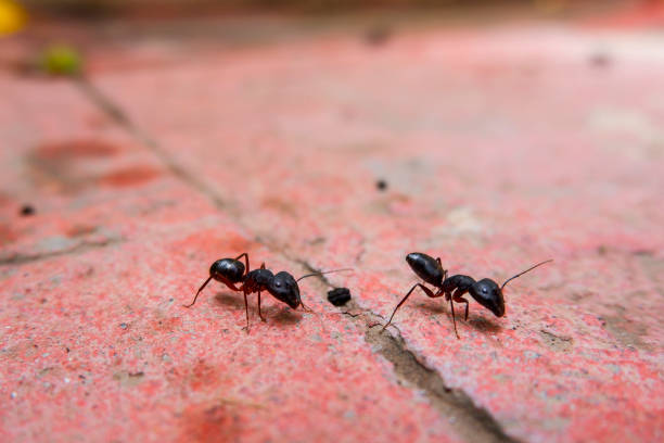 closeup view of black ants busy on work