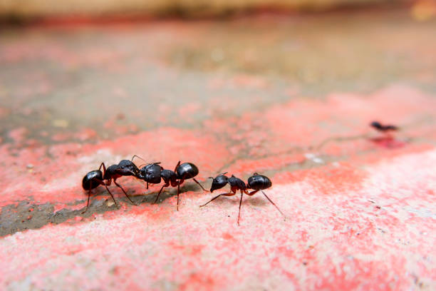 istock macro shot of black ants communicating each other 1257498601