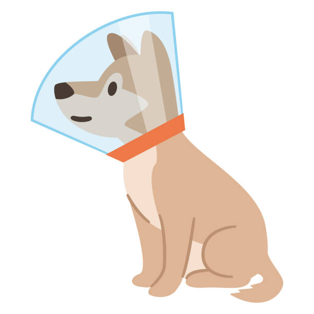 ilustrações de stock, clip art, desenhos animados e ícones de illustration of a dog wrapped in elizabeth collar on a white background - coleira protetora