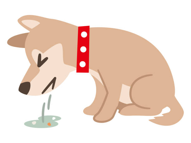 63 Dog Vomit Illustrations & Clip Art - iStock 63 Dog Vomit Illustrations & Clip Art - iStock
