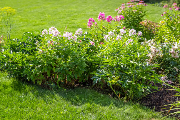istock Colorful flower garden 1257500459