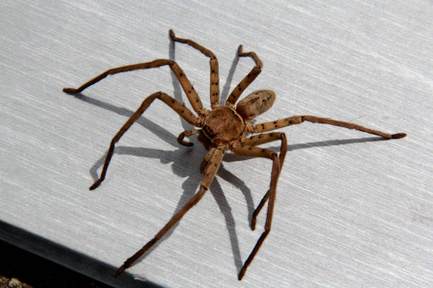 istock spider insect in garden 1257502614