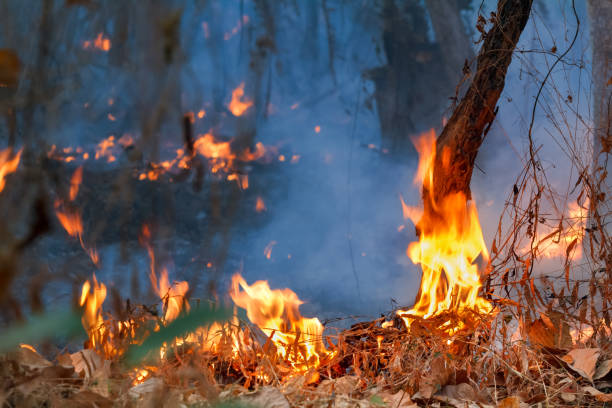 istock Rain forest fire disaster is burning caused by humans 1257505673