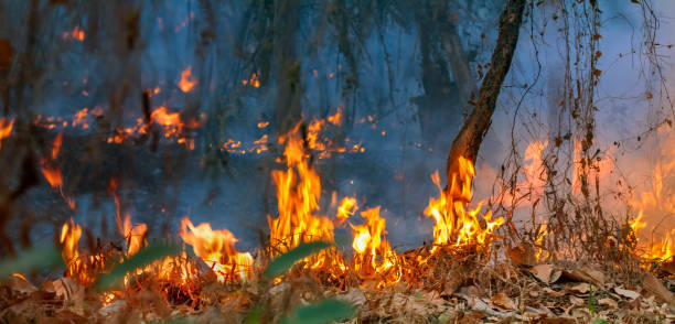 istock Rain forest fire disaster is burning caused by humans 1257505678