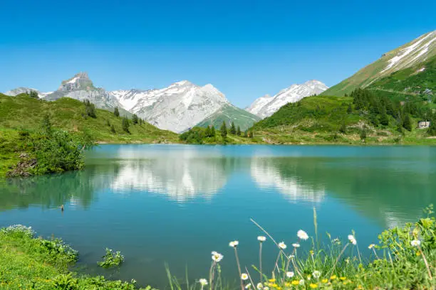 Beautiful landscape of Swiss Lake Trubsee with green plants and Mount Titlis in Alps. Lake surface reflections with white snow mountains, surrounding green mountains, and blue sky.