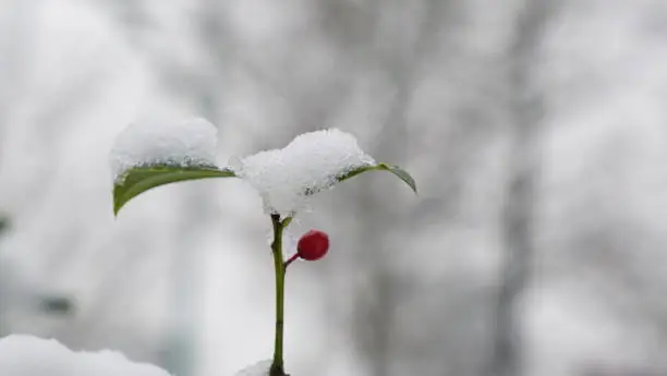 Close-up of snow-covered green plant with a red fruit on blurred background