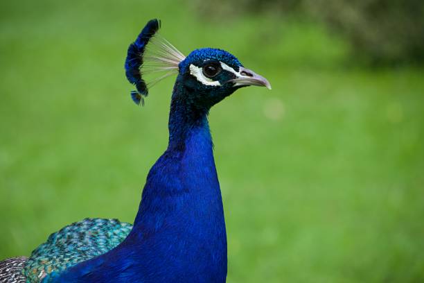 istock Male peacock portrait. 1257506017