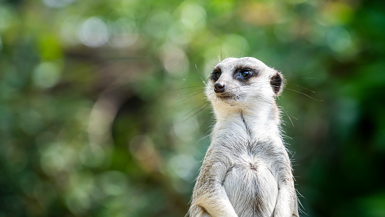 Close-up of a meerkats family. Mom carefully looks after her young.