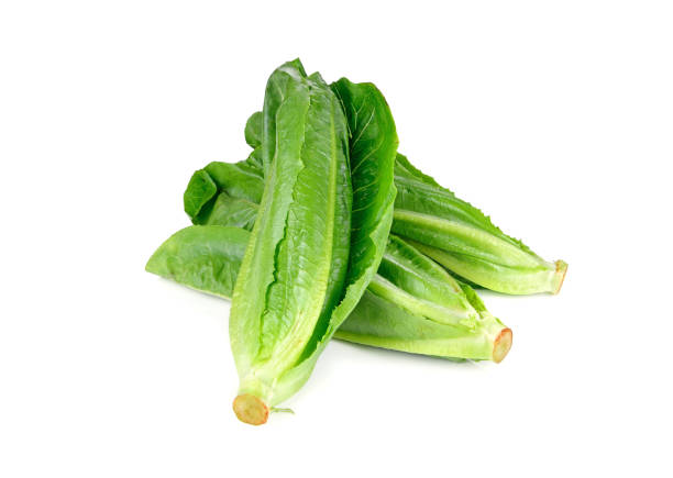 Fresh baby cos (lettuce) on white background