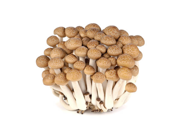 istock Shimeji mushrooms brown isolated on white 1257507211