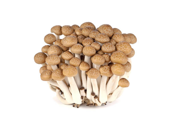 Shimeji mushrooms brown isolated on white Shimeji mushrooms brown isolated on white background buna shimeji stock pictures, royalty-free photos & images