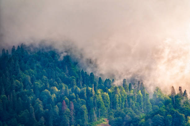 wysoka góra z zielonymi zboczami ukrytymi w chmurach i mgle. mistyczny las na zboczu góry w gęstej mgle. - sochi hill tree wet zdjęcia i obrazy z banku zdjęć