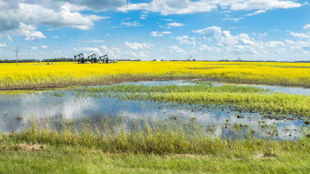Rural Alberta canola field with oil jack stock photo