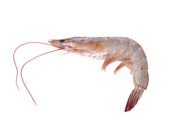 istock Fresh raw shrimps isolated on white 1257511764