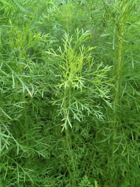 istock skinny green leafs 1257515661