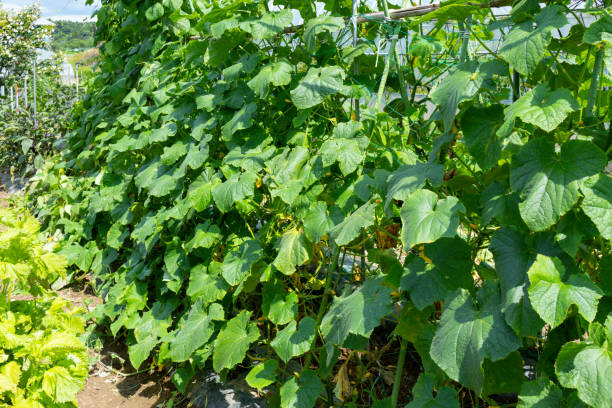 istock Image of cultivated cucumber field 1257517515