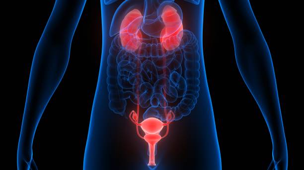 istock Female Reproductive System with Nervous System and Urinary Bladder Anatomy 1257517997