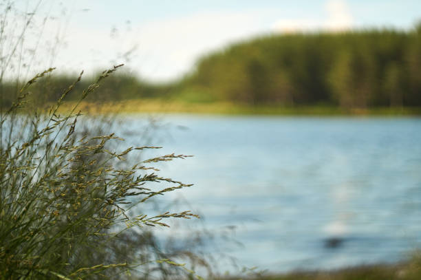 istock grass on the background of a blurred lake with copy space 1257520080