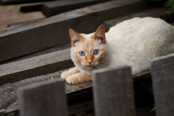 white cat looking into the camera and hides behind a fence.