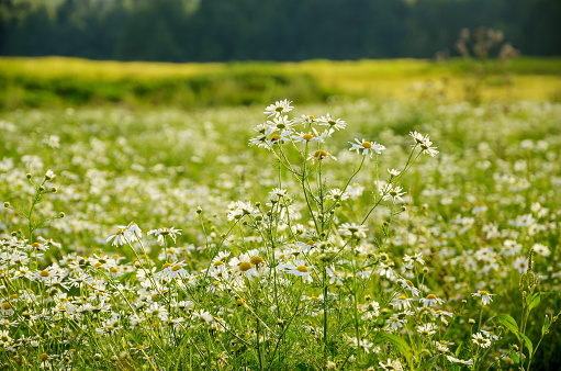 Flower meadow, nature, cornflower, ornamental basket, grass, summer, Allgäu, Bavaria