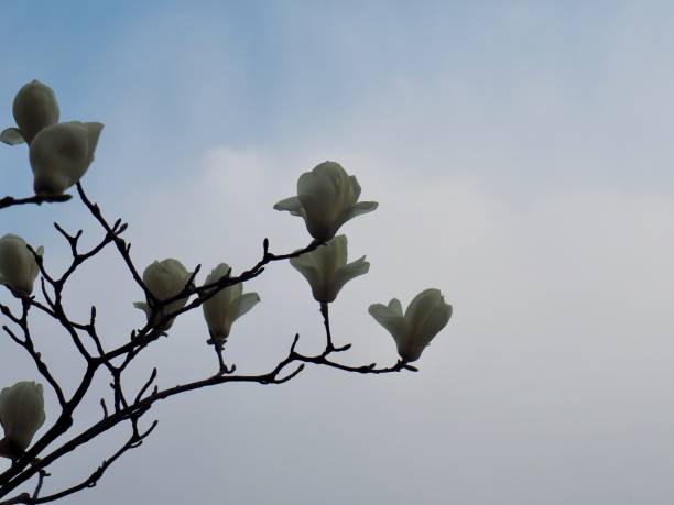 Magnolia flowers blooming in springtime