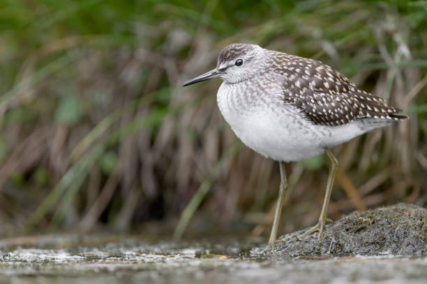 istock The Wood sandpiper in the marsh (Tringa glareola) 1257524539