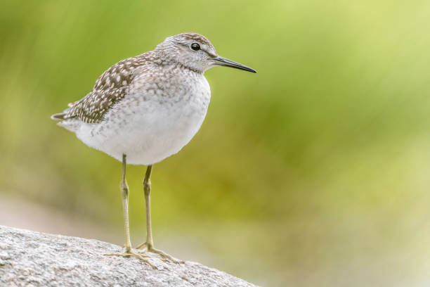 istock Fine art portrait of Wood sandpiper at dawn (Tringa glareola) 1257524607