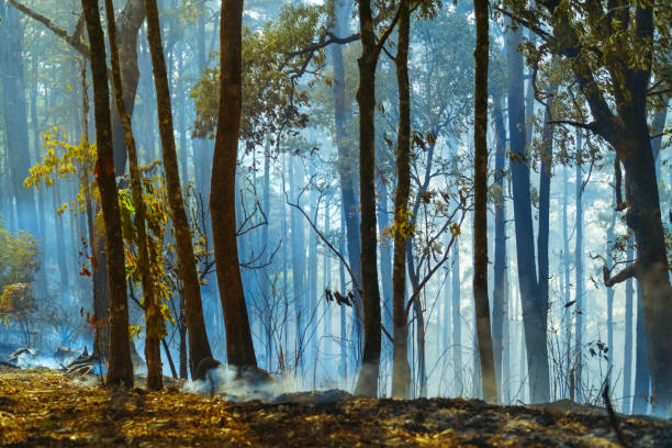 istock After rain forest fire disaster is burning caused by humans 1257524715