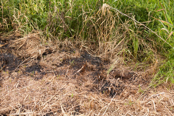 istock Burned grass in the drought season 1257524822