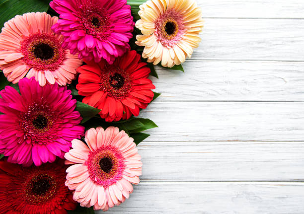istock Bright gerbera flowers on a white wooden background 1257525888