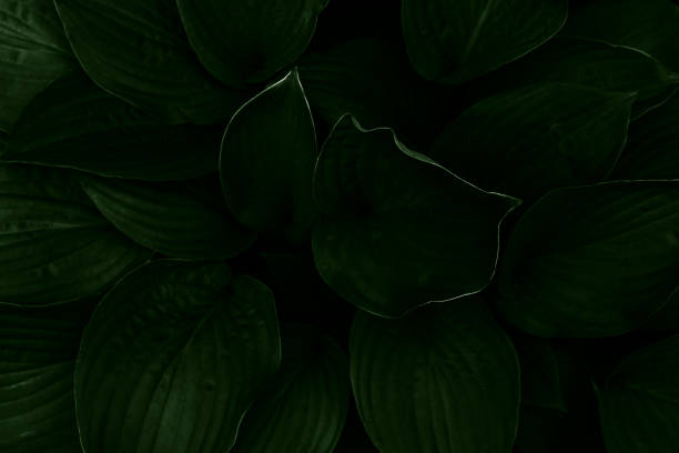 istock Dark green leaves background. Close-up. Top view. 1257525927