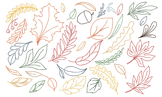 multicolored set of doodles - autumn leaves, herbarium, leaf fall on a white background in doodle style