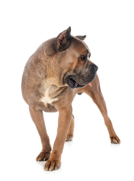 istock adult italian mastiff 1257526676