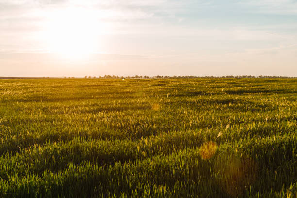 istock Summer landscape with sky and green herb 1257526813