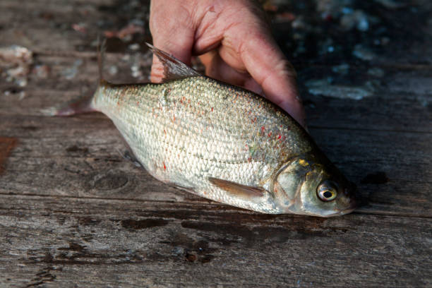 istock A freshly caught bream fish lies on old wood 1257527548