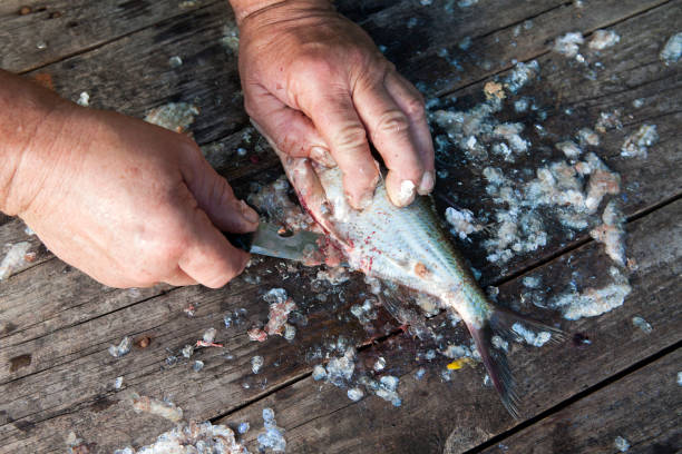 istock Gutting freshly caught bream fish from the lake 1257527738
