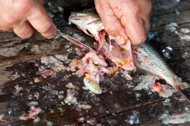 istock Gutting freshly caught bream fish from the lake 1257527752