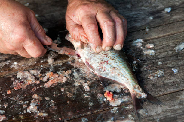 istock Gutting freshly caught bream fish from the lake 1257527763