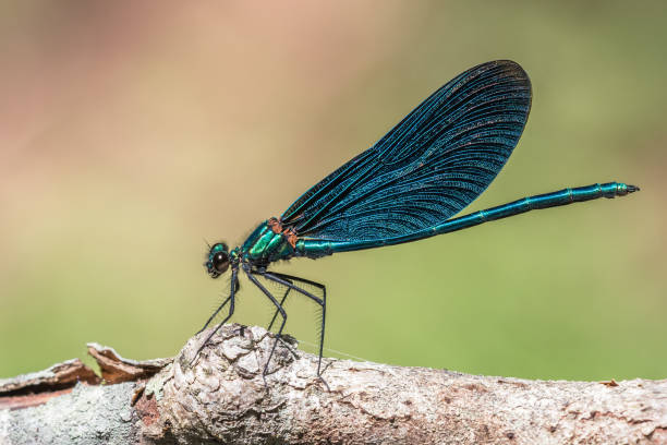 istock Beautiful demoiselle 1257529051