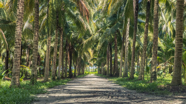 istock Calmness and shady in greenery coconut grove with natural sunlight 1257531256