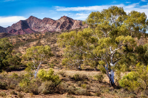 istock Parachilna Gorge, Flinders Ranges National Park, South Australia 1257533709