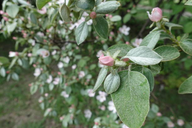 istock Closed pink bud of quince tree in May 1257534361